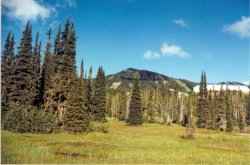 Die Spitze vom Mt. Washington von den Paradise Meadows aus gesehen.