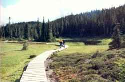 Board walk on Paradise Maedows, Mt. Washington