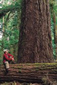 Cathedral Grove, Vancouver Island - (Photo Credit: ©Tourism British Columbia)