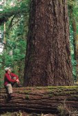 Cathedral Grove, Vancouver Island - (Photo Credit: Tourism British Columbia)