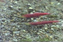 Chinook Salmon Run in R. Haig-Brown Provincial Park - © Kanada News