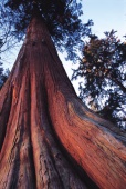 Western Red Cedar - (Photo Credit: ©Tourism British Columbia)