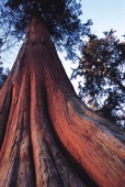 Western Red Cedar - (Photo Credit: Tourism British Columbia)