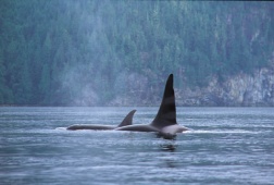 Orca Whale, Vancouver Island - (Photo Credit: Tourism British Columbia)