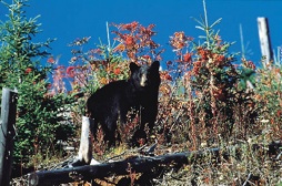 Black Bear - (Photo Credit: Tourism British Columbia)