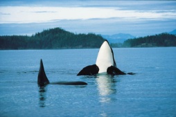 Orca Whale, Vancouver Island - (Photo Credit: ©Tourism British Columbia)